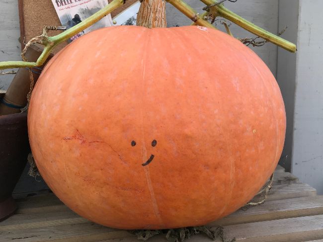 PLOT_22's tweet image. October 2022 Newsletter from PLOT 22 - mailchi.mp/65c76e96bdff/o… Find out what we've been up to and how you can get involved this autumn.