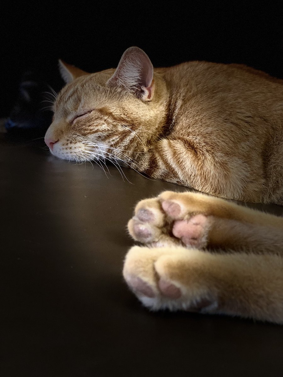 Evening snoozes….