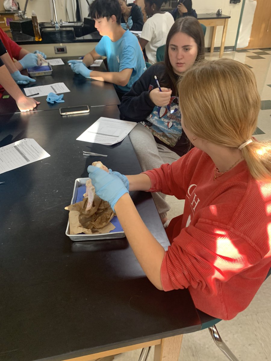 Hands-on Science! Students wrapping up the units on the skeletal and muscular systems with a chicken wing dissection. #theEASTway #WEareLakota