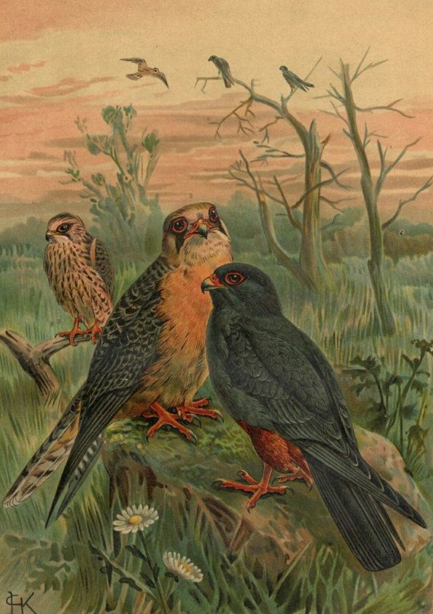 churchartnature's tweet photo. A good day today: brilliant views of Red-footed Falcon (Falco vespertinus) juv at Elmley NNR. A Kent tick too. No pic so here's a vintage painting. Juv at rear. #countylisting @RareBirdAlertUK https://t.co/ZzkgL4hGYs