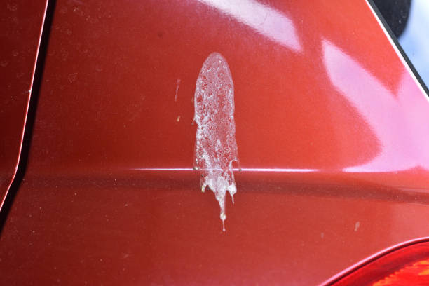 DiamondAutoSD's tweet image. Bird droppings, salt, tar, and eggs are some of the things that you want to keep off your car because they can ruin the paint.