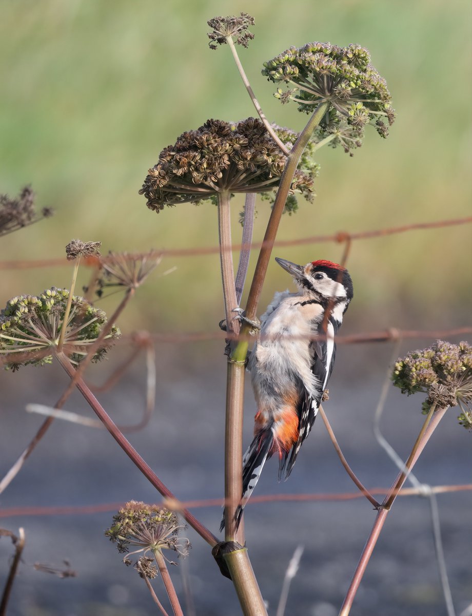 Typical @FI_Obs views of an autumn migrant, feat. Angelica and Rylock fencing. This Great Spotted Woodpecker maybe a little too big for the Angelica stalks though...