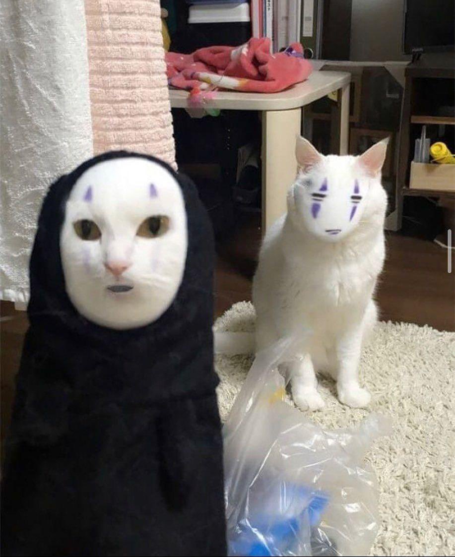 No face cat