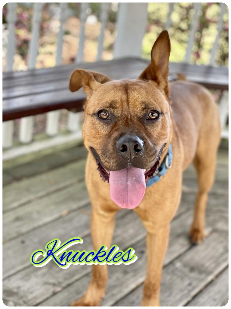 HumaneMarion's tweet photo. It's National Adopt A Shelter Dog Month so we're shining the Spawtlight on all of our amazing long-term residents 💜🐶
“Faster than a speeding bullet, more powerful than a locomotive and able to leap tall buildings in a single bound. It’s a Bird, It’s a plane”, NO its Knuckles! https://t.co/aZQSNuqKD9
