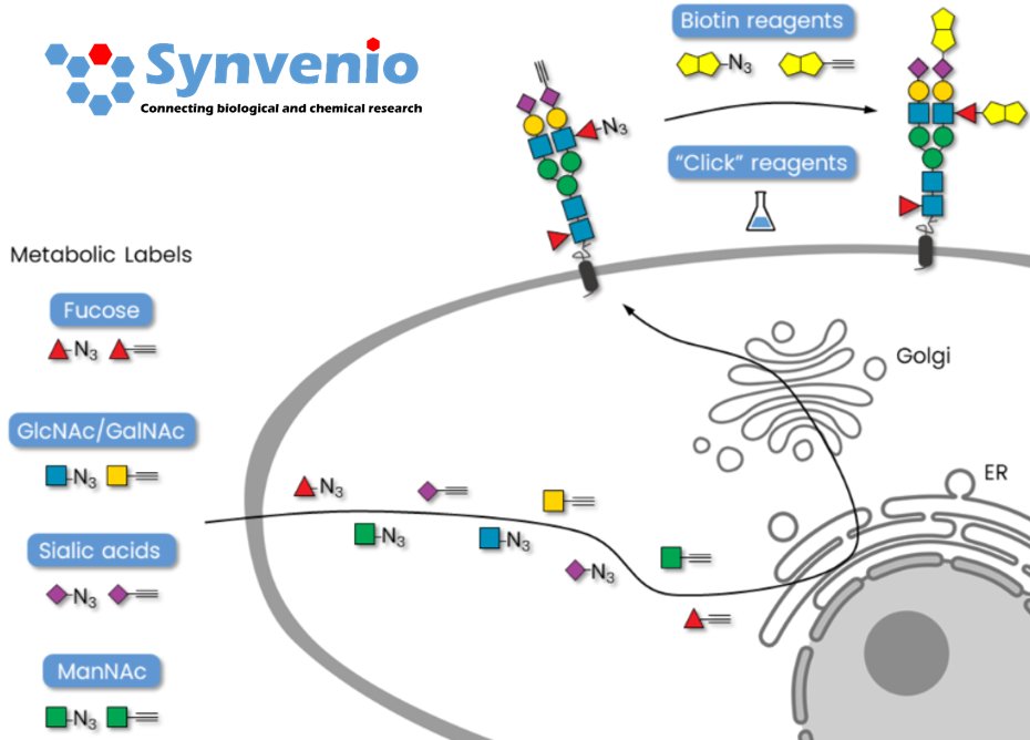 Synvenio BV (@synvenio) on Twitter photo Synvenio congratulates Carolyn Bertozzi, Morten Meldal and Barry Sharpless for winning the chemistry Nobel prize. Many metabolic labeling and bioorthogonal chemistry reagents resulting from their discoveries are available at Synvenio. #NobelPrize #glycotime <a href="/CarolynBertozzi/">Carolyn Bertozzi</a> Synvenio congratulates Carolyn Bertozzi, Morten Meldal and Barry Sharpless for winning the chemistry Nobel prize. Many metabolic labeling and bioorthogonal chemistry reagents resulting from their discoveries are available at Synvenio. #NobelPrize #glycotime <a href="/CarolynBertozzi/">Carolyn Bertozzi</a>