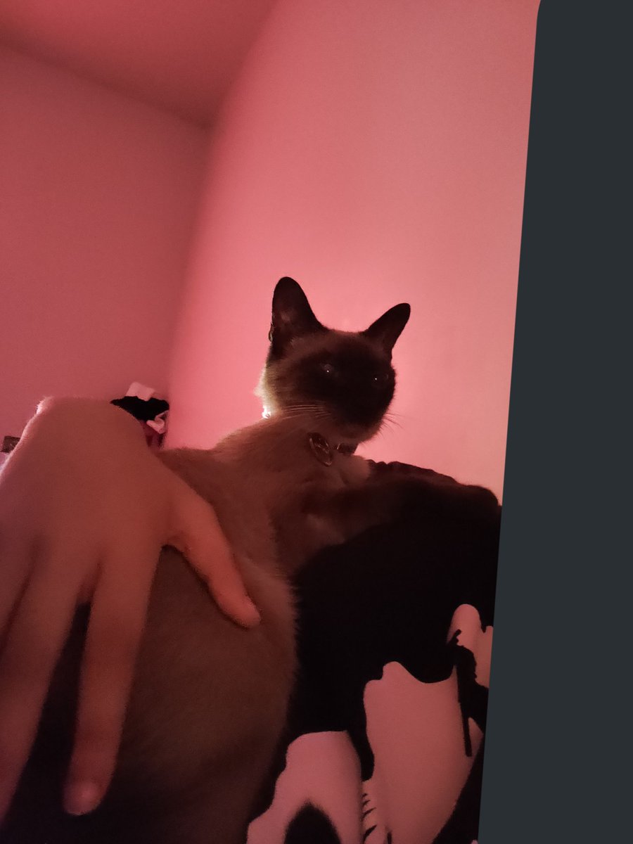 SockVoice's tweet photo. @sniffalt This Sammiase and Shyaly !

They both are sweetheart cuddle bugs and Sammiase likes being carried like a baby because she is my baby 

I haven't seen them in months tho and i miss them dearly :') https://t.co/hyDBEFJv0A