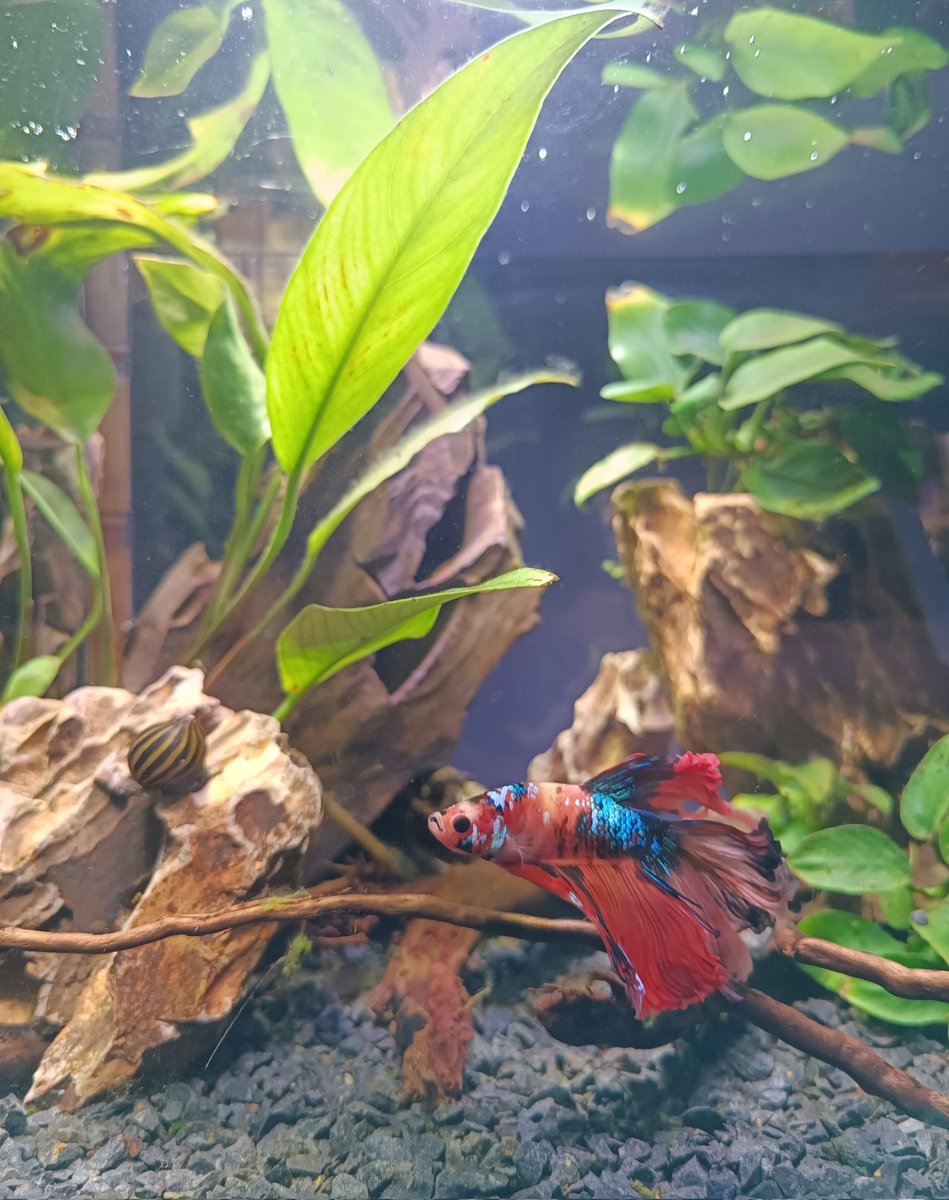 Forqueta tweet media