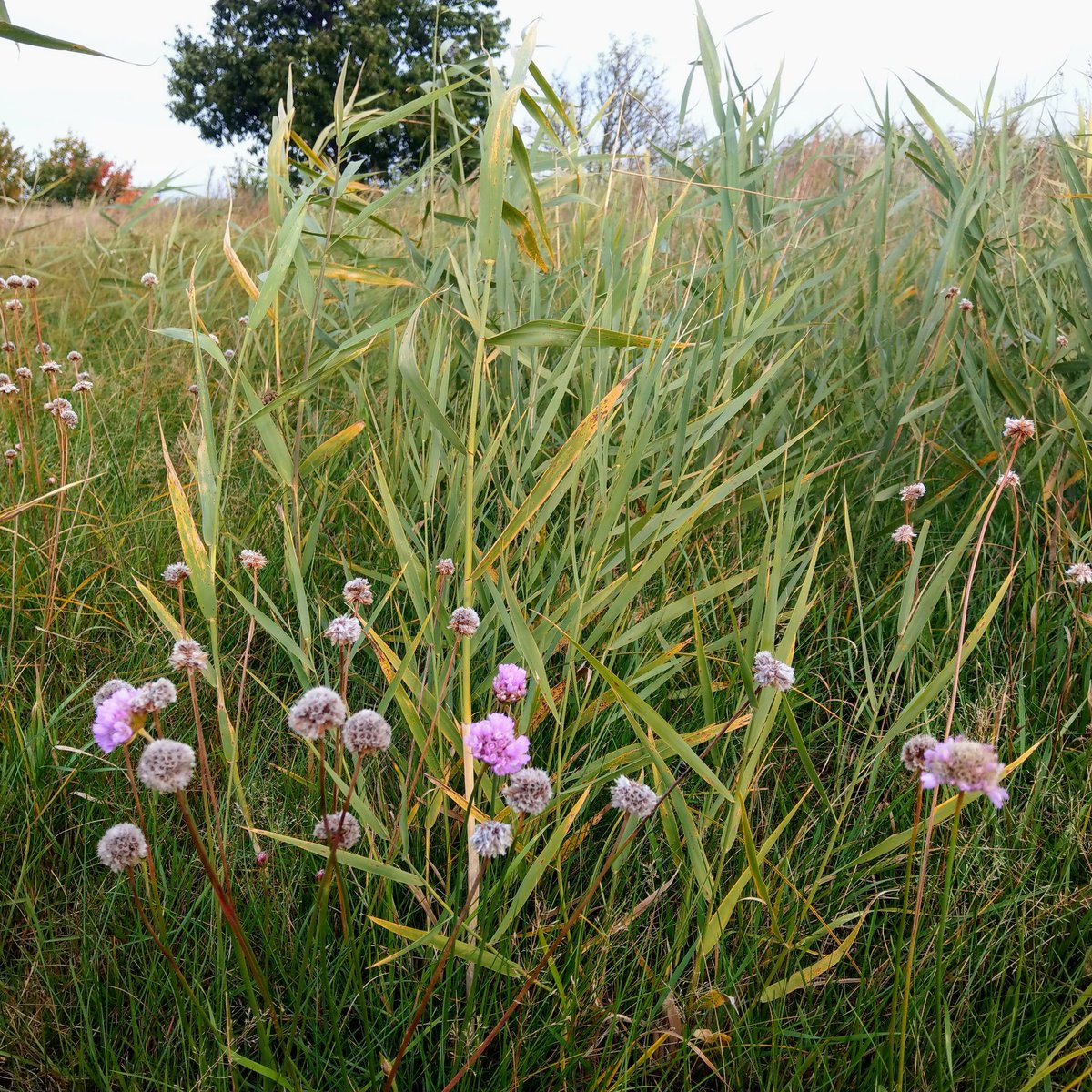 Grasnelke im #Herbst