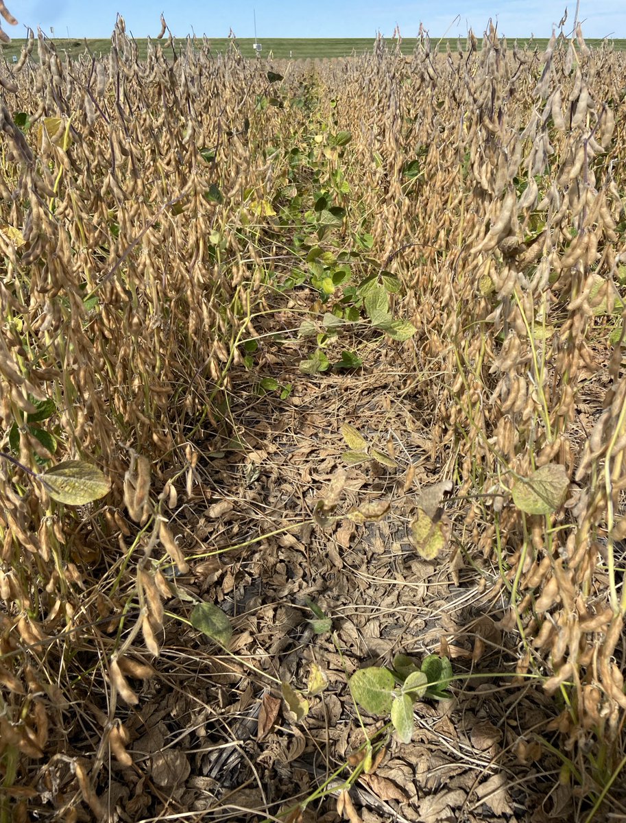 State Center Enlist E3 Plot
Planted 4/28. Harvested 10/1
Coming off continuous corn
P17A87E - 92.7  11.3%
P18A73E - 97.7  10.4%
P21A53E - 103.4  10.1%
P23A40E - 104.2  11.6%
P25A16E - 103.2  10.4%
P28A65E - 106.3  10.5%
P29A19E - 110.1  13.1%
P31T64E - 100.9  15.7%