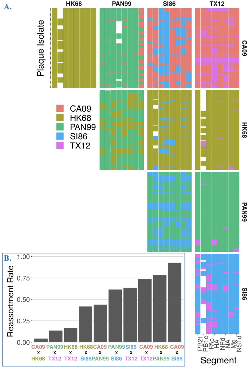 Sam DĆaz-MuƱoz (they/them) (@sociovirology) on Twitter photo How much genetic exchange is there between human #Influenza A viruses? Depends on the strains! Latest work from our lab ft @KYT_ThatsME #IleAgu #IvyJose <a href="/SariMantynen/">Sari MƤntynen</a> <a href="/virologystudent/">A.J. Campbell</a> <a href="/CMattson_/">Courtney Mattson</a> @TsuiWenChou <a href="/DrBinZhou/">Bin Zhou</a> <a href="/djjgresham/">Gresham Lab</a> <a href="/eghedin/">elodie ghedin</a> š§µ #reassortment #SocialViruses How much genetic exchange is there between human #Influenza A viruses? Depends on the strains! Latest work from our lab ft @KYT_ThatsME #IleAgu #IvyJose <a href="/SariMantynen/">Sari MƤntynen</a> <a href="/virologystudent/">A.J. Campbell</a> <a href="/CMattson_/">Courtney Mattson</a> @TsuiWenChou <a href="/DrBinZhou/">Bin Zhou</a> <a href="/djjgresham/">Gresham Lab</a> <a href="/eghedin/">elodie ghedin</a> š§µ #reassortment #SocialViruses