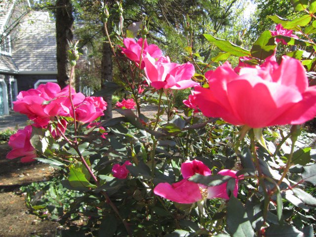 dancingkrow's tweet photo. #RoseWednesday #chimeragarden https://t.co/vkWJCWSg3e