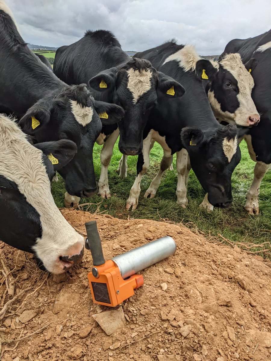 GeoTimKinnaird's tweet photo. Curious cows checking calibration #gammaspectrometry #osldating @ANR_Parcedes https://t.co/hWvMHYhQyz
