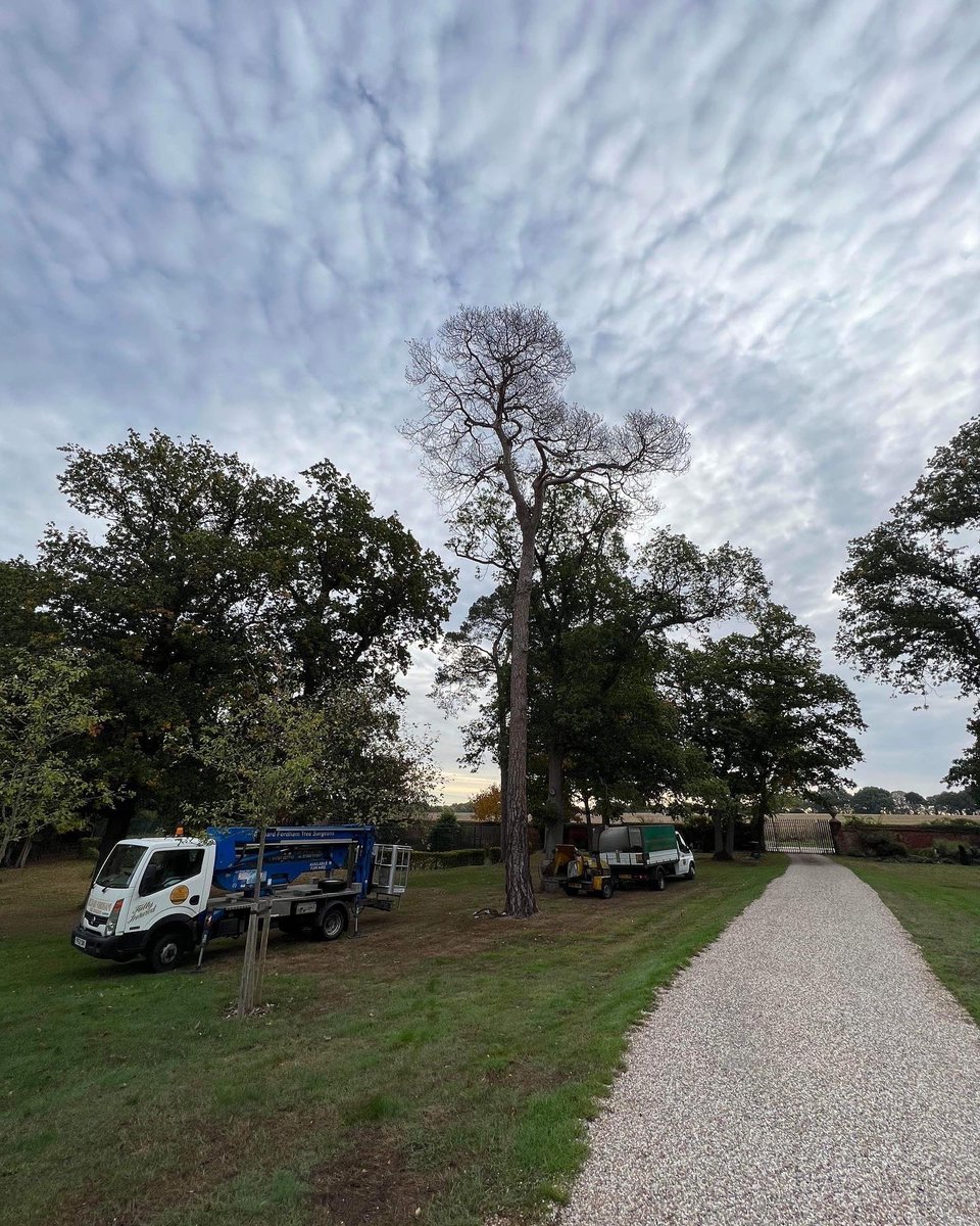 RFTreeSurgeons's tweet photo. Removal of a dead Scot’s pine in Braxted.  https://t.co/hCgDeV6McW https://t.co/1AH4QLu4lN