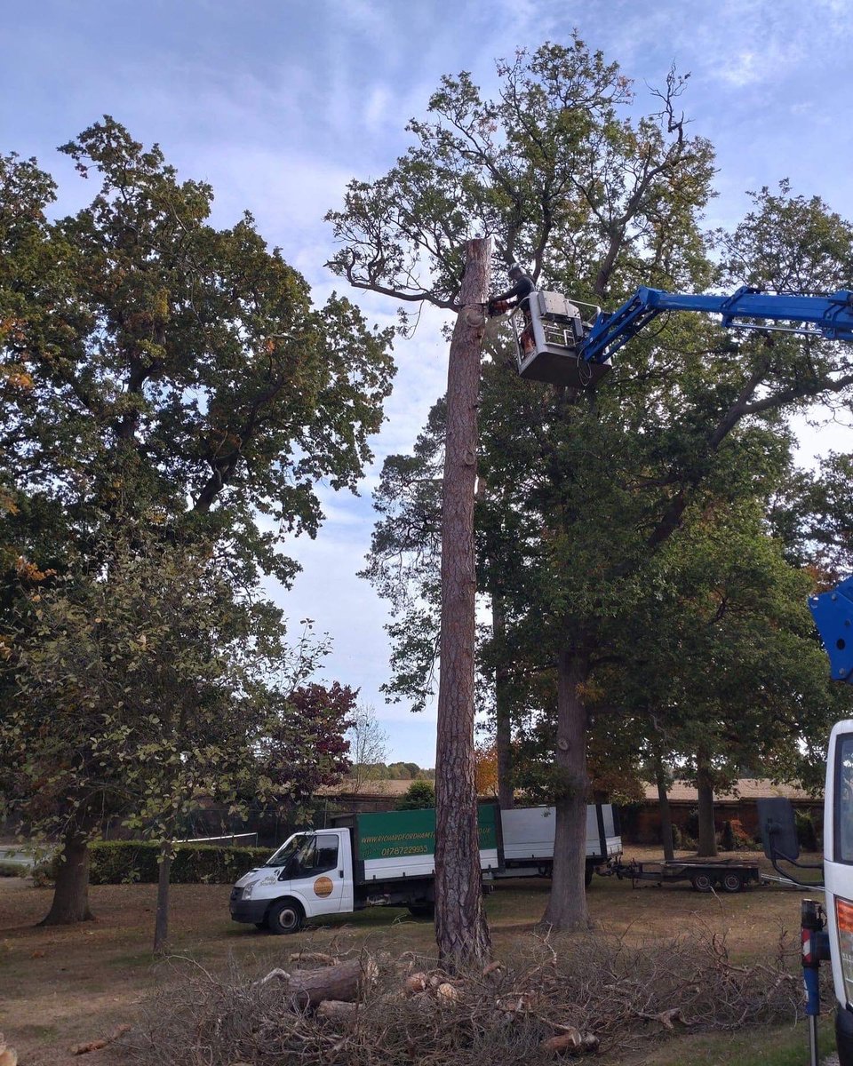 RFTreeSurgeons's tweet photo. Removal of a dead Scot’s pine in Braxted.  https://t.co/hCgDeV6McW https://t.co/1AH4QLu4lN