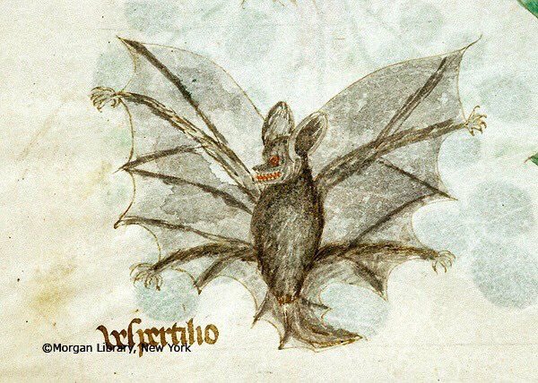 normal bat, italy, 14th century