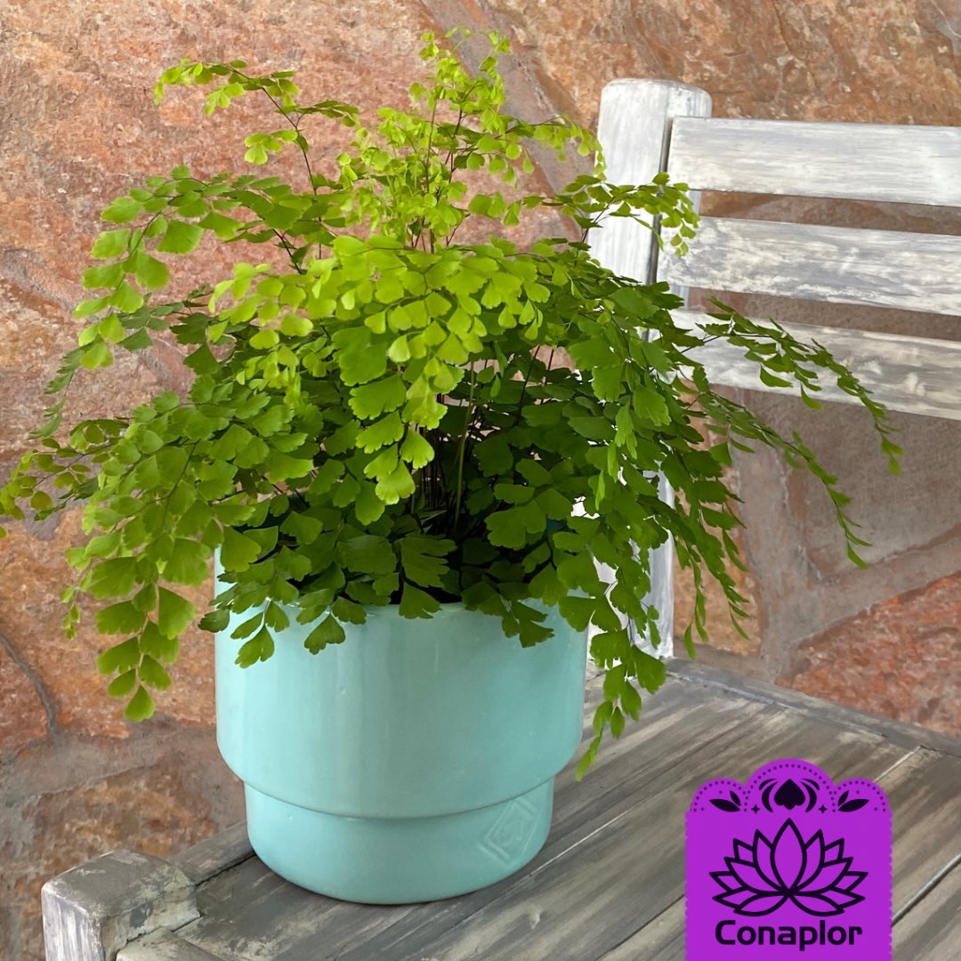 conaplor's tweet photo. Este #helecho culantrillo es uno de nuestros favoritos 🤭. ¿Qué variedad es su favorita, #plantlovers? https://t.co/pa4TCNzsSo