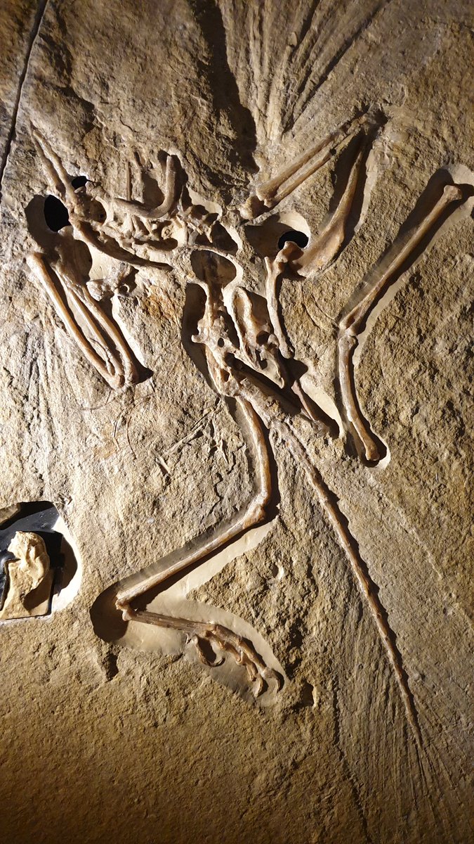 TetZoo's tweet photo. A reminder that the actual original #London #Archaeopteryx fossil is on show at @NHM_London -- yes, the actual real fossil. Check out these detailed shots (one of which shows the counterslab), it's amazing... 1/2 https://t.co/84KFDp7g75