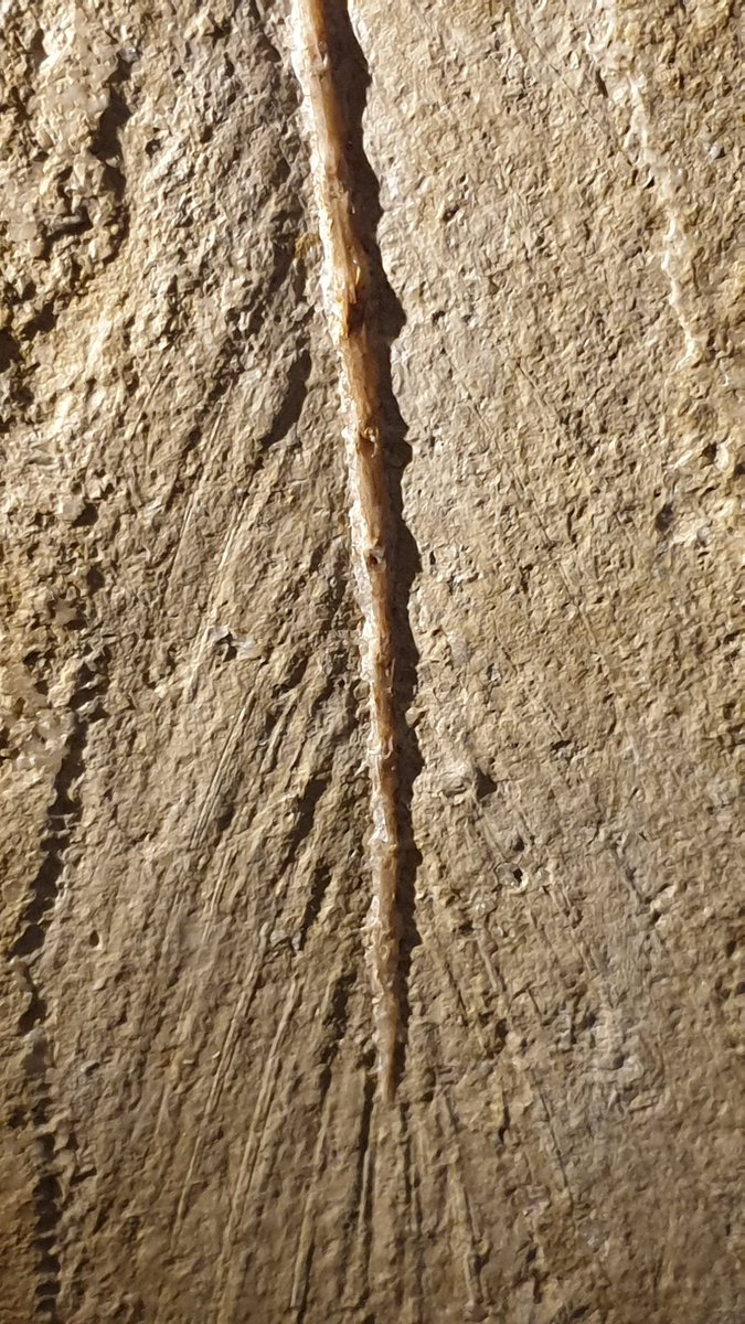 A reminder that the actual original #London #Archaeopteryx fossil is on show at <a href="/NHM_London/">Natural History Museum</a> -- yes, the actual real fossil. Check out these detailed shots (one of which shows the counterslab), it's amazing... 1/2