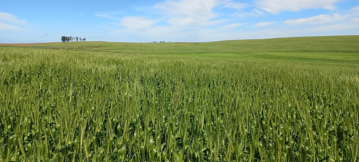 agromil_ltda's tweet photo. 🌾 Trigo por florecer en 📍 Establecimiento San Luis, Vichadero, Rivera. Con #BayerCripton aplicado! 😍 Espectacular! 👥 @Bayer4CropsUY y Agromil.
#BayerAgro #BayerCropScience https://t.co/GQCdzEzMKX
