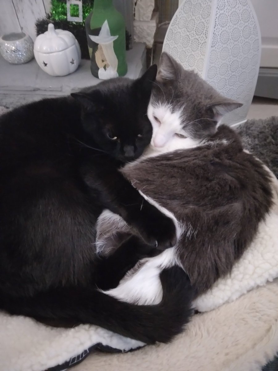 misspollyfoster's tweet photo. Been a rough few weeks while we've come to terms with losing Polly. We've been trying to figure out who's in charge now, but then hoomon dad brought a special plug in thing that helped us remember how much we love each other https://t.co/0IP7JCqVdc
