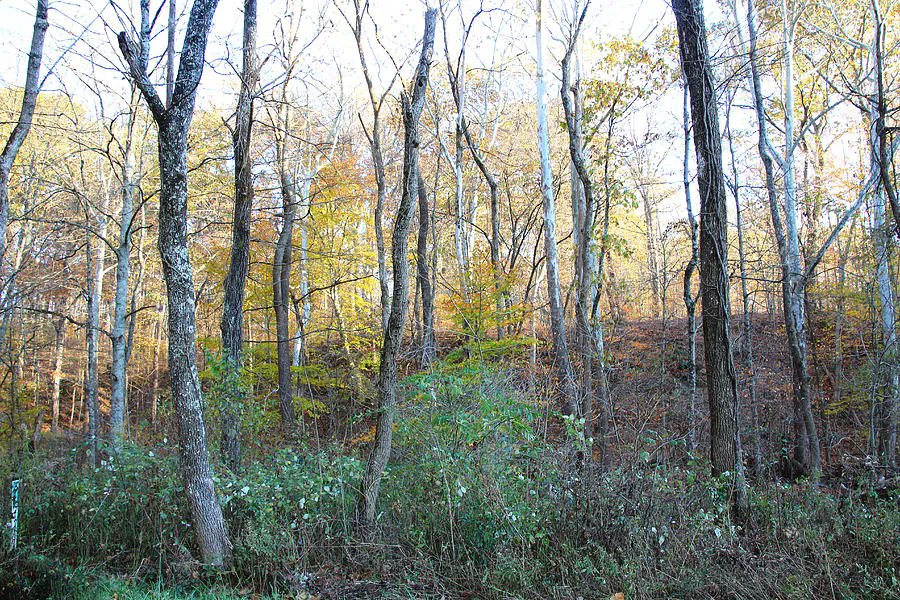 Yellow Leaves in the Forest  #photography #naturescenes #naturelovers #forest #yellowleaves #autumn #autumnlandscape #BuyIntoArt #FallForArt #GiftThemArt  Get Prints here, mikeandangela-murdock.pixels.com/featured/yello…