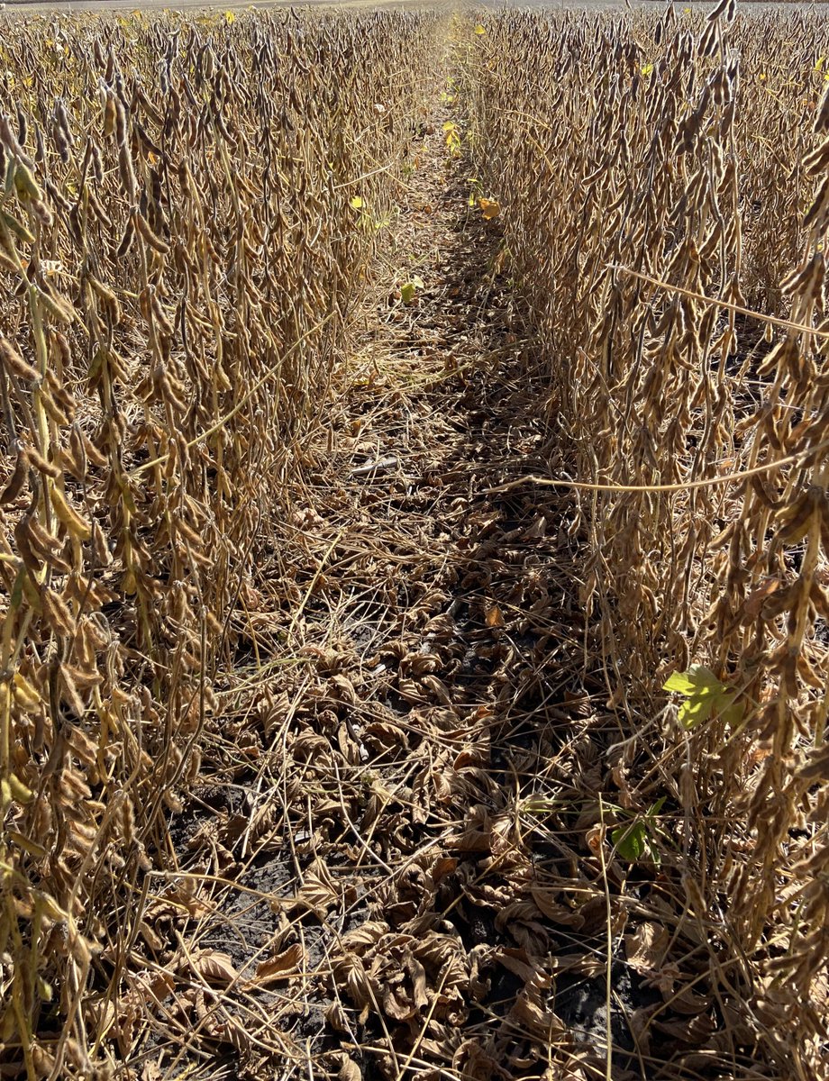 A-Series Enlist E3 on a roll in Central Iowa. 

State Center 
Planted 5/15 Harvested 9/30
P25A16E- 88.0
P28A65E- 89.9
P29A19E- 88.9

Colfax
Planted 5/11 Harvested 9/30
P25A16E- 82.7
P28A65E- 78.6
P29A19E- 81.2