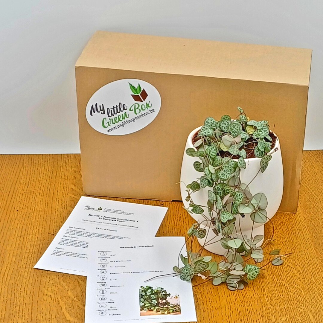 MyLittleGreenB2's tweet photo. Notre dernière box "J'embellis mon intérieur" et son 𝗖𝗲𝗿𝗼𝗽𝗲𝗴𝗶𝗮 𝘄𝗼𝗼𝗱𝗶𝗶 🌱🌿🌱

#mylittlegreenbox #mlgb #jembellismoninterieur #green #plantaddict #plants #houseplantsclub #houseplantsofinstagram #ceropegiawoodii  #ceropegia #chainedecoeurs https://t.co/1MOkVWjKrs