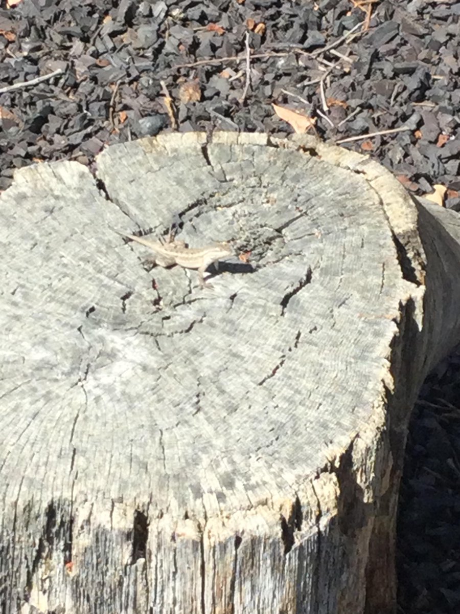 OpenSchoolOC's tweet photo. The world is FULL of learning and exploration opportunities, and often they just wander right into your backyard. This little lizard found himself the subject of study when he decided to sun himself on a tree stump in the school's play area. Oh, and his name is Fred. https://t.co/f1oVyRzRn9