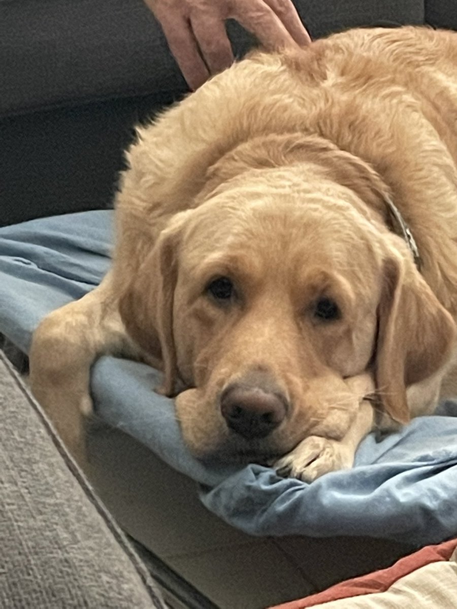 Nap time ❤️ #molliemoo #goldador #purelove