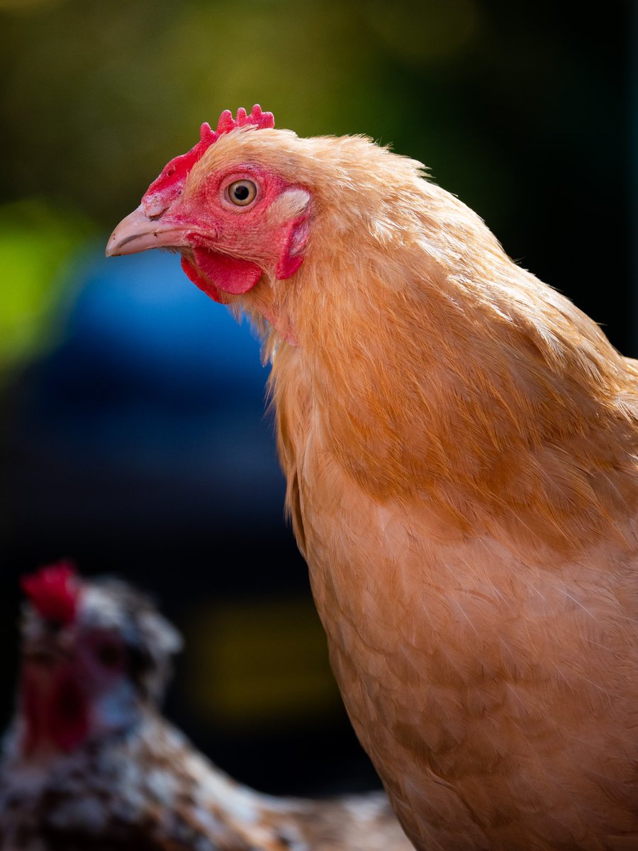 ourchickenlife's tweet photo. Sweet Beverly 

(retweet to send a snack https://t.co/swCXnoqLmq) https://t.co/UkFDJfEXrG