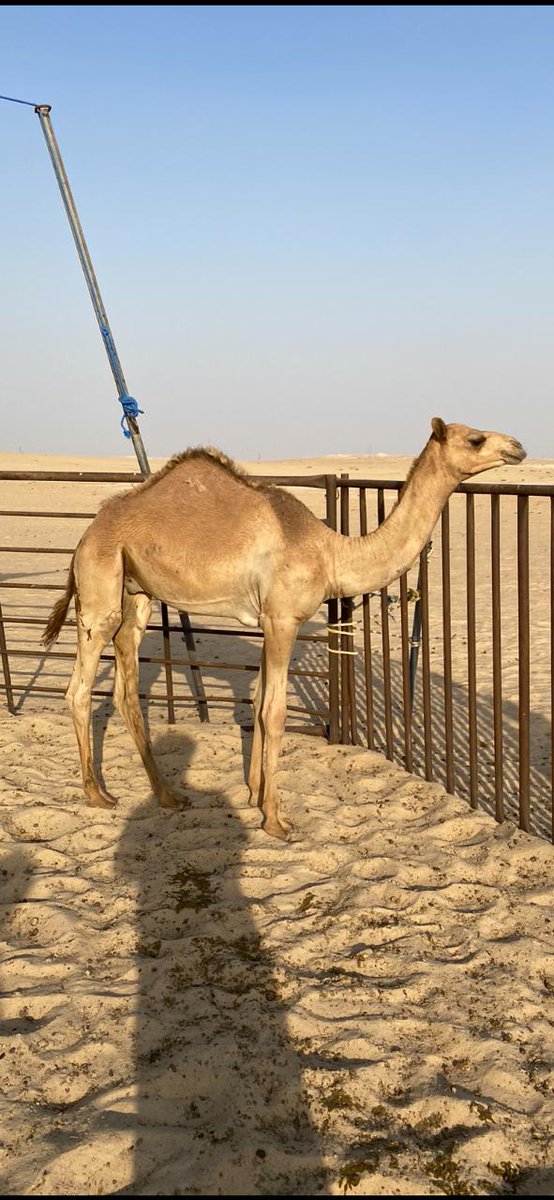 قعود
الاب : مرعب بن سبعان 
الام : بنت عرقان بن عون منتج

الموقع السعوديه النعيرية

رقم التواصل/ 0596427030