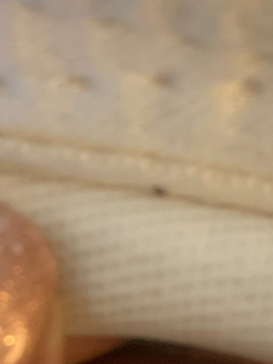 NastyNy69's tweet photo. @CAgovernor what about these bed bugs  you allow these hotels to still operate when people are getting injured behind this ? why is local officials and exterminators covering up for property managers ?    everyone seems to know but the people  care to answer https://t.co/YU1GyF3iIe