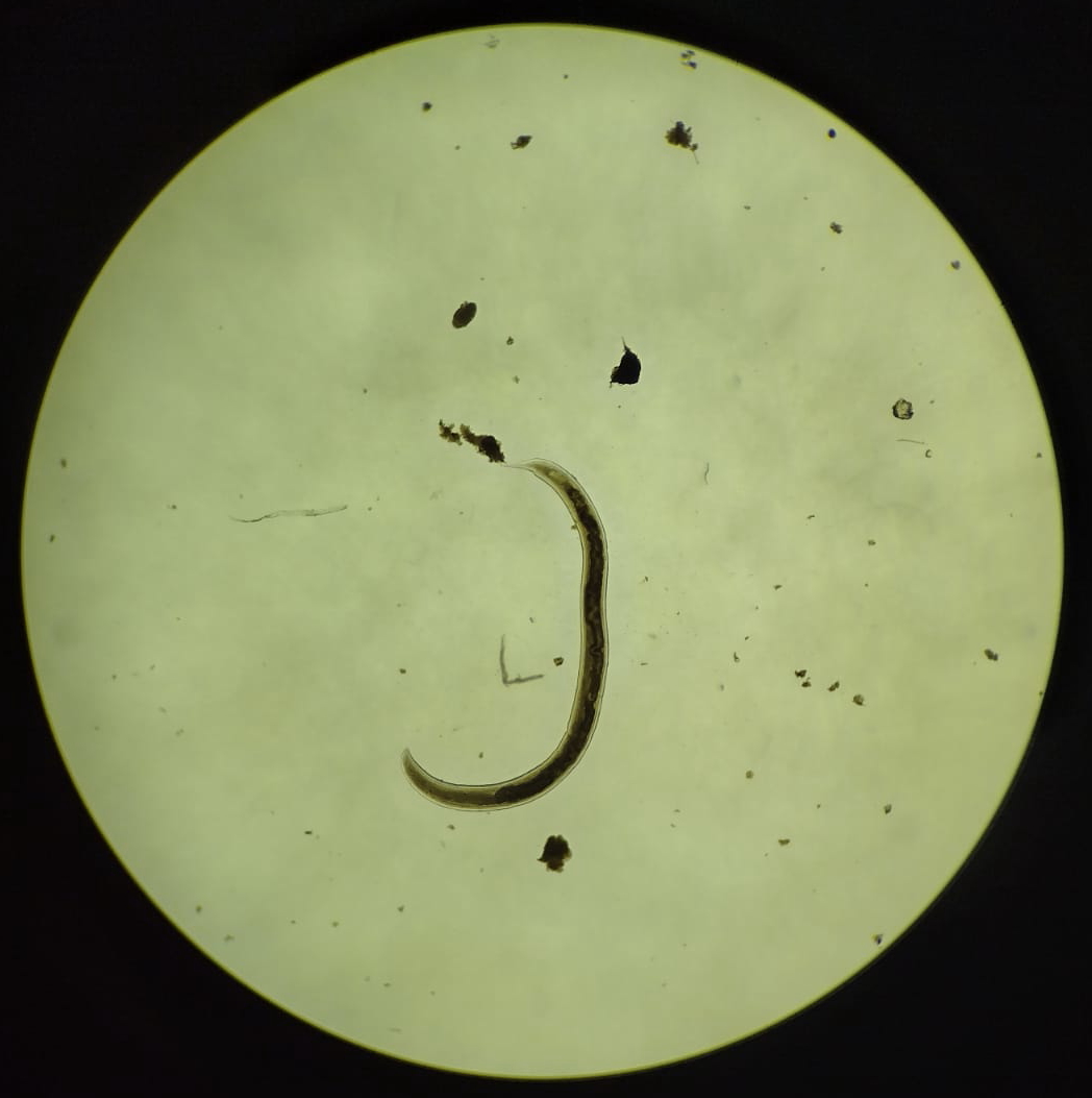 manuelroncal's tweet photo. #CajamarcaBiodiversa #UNC #EAPIAC La "Biota del suelo", es responsable de la fertilidad y productividad en los ecosistemas, participan de innumerables procesos físicos y bioquímicos que permiten el sustento de la biodiversidad y los servicios ambientales🪱🐜 https://t.co/CxpSjRupe7