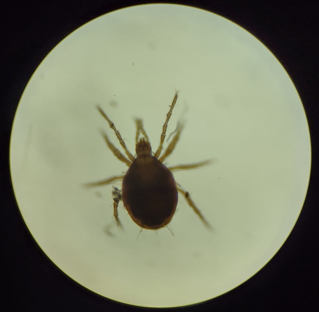 manuelroncal's tweet photo. #CajamarcaBiodiversa #UNC #EAPIAC La "Biota del suelo", es responsable de la fertilidad y productividad en los ecosistemas, participan de innumerables procesos físicos y bioquímicos que permiten el sustento de la biodiversidad y los servicios ambientales🪱🐜 https://t.co/CxpSjRupe7
