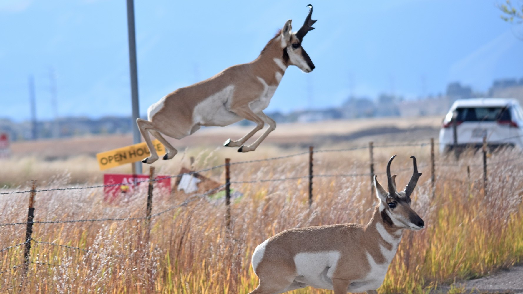 Colorado Parks and Wildlife on Twitter "Leapin' for a mate ️ The