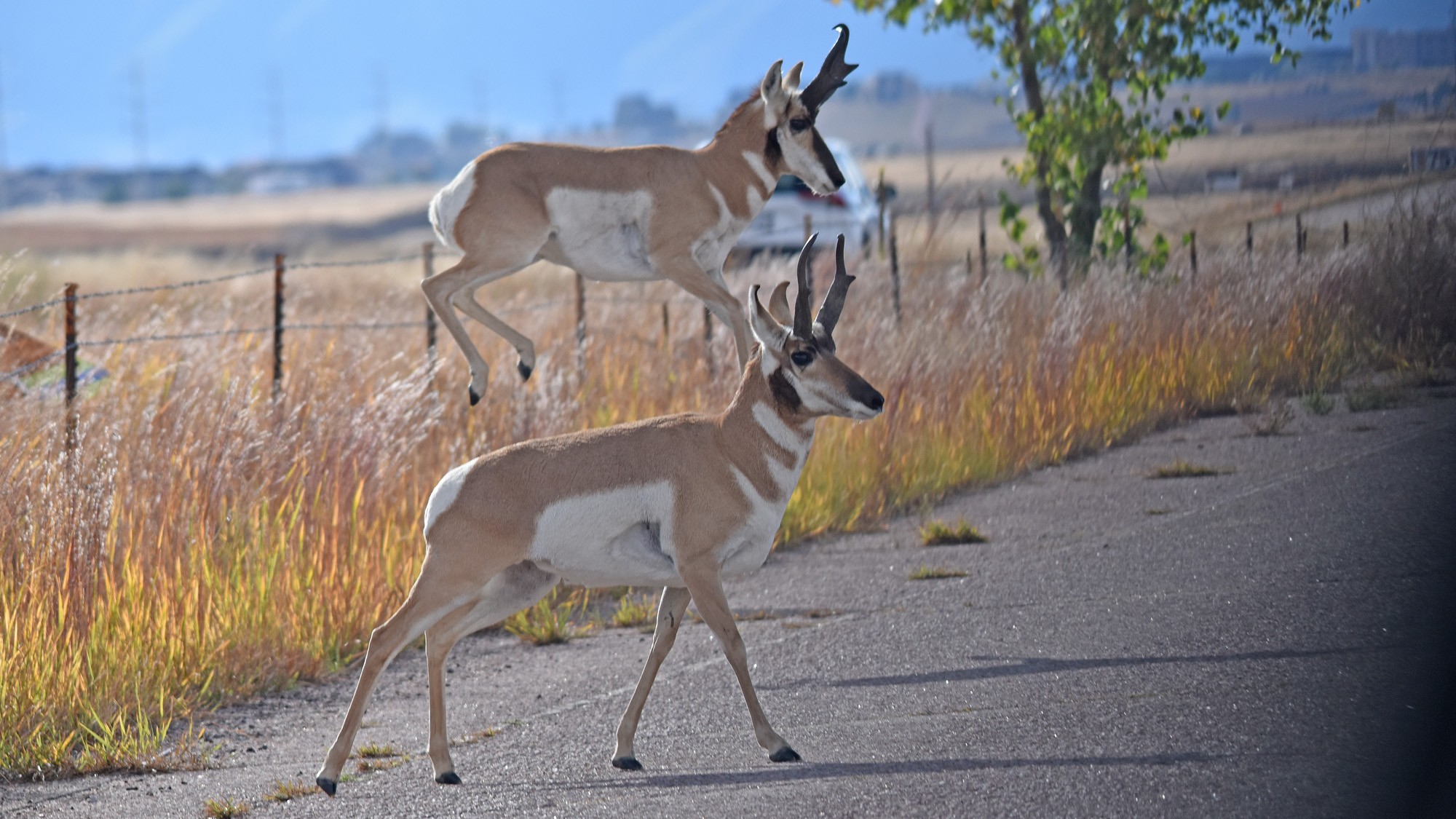 Colorado Parks and Wildlife on Twitter "Leapin' for a mate ️ The