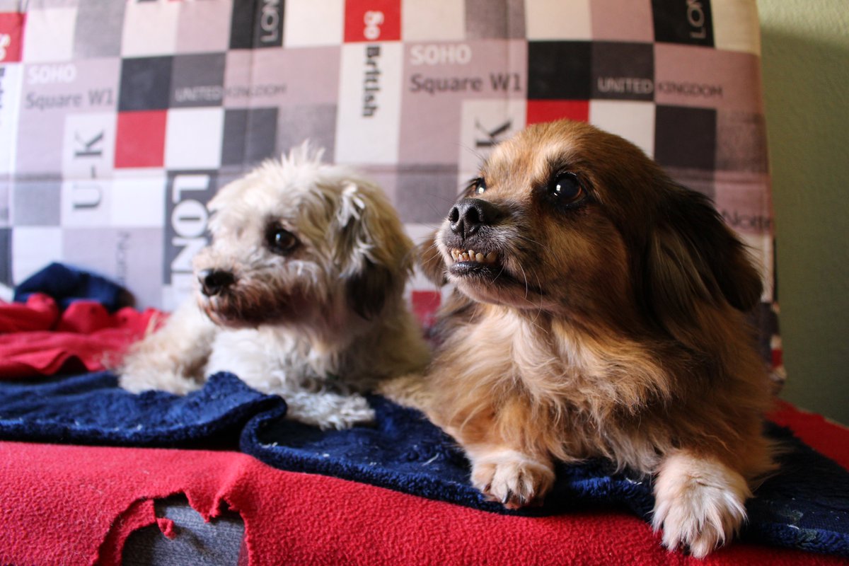 No os hacéis una idea de cuánto les echo de menos...