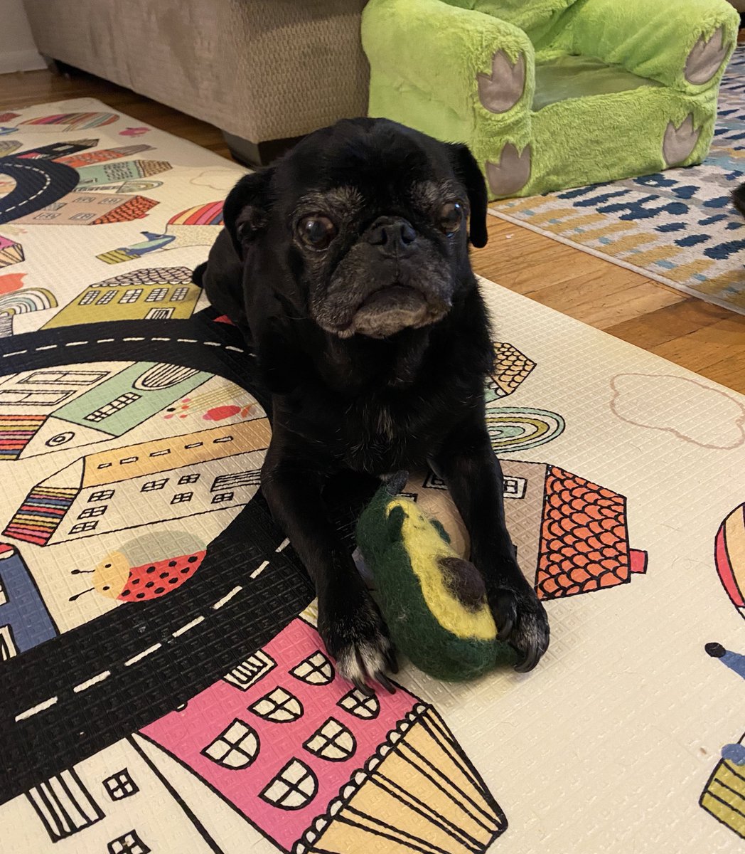Rufus Pug checking in from NYC #pugchat