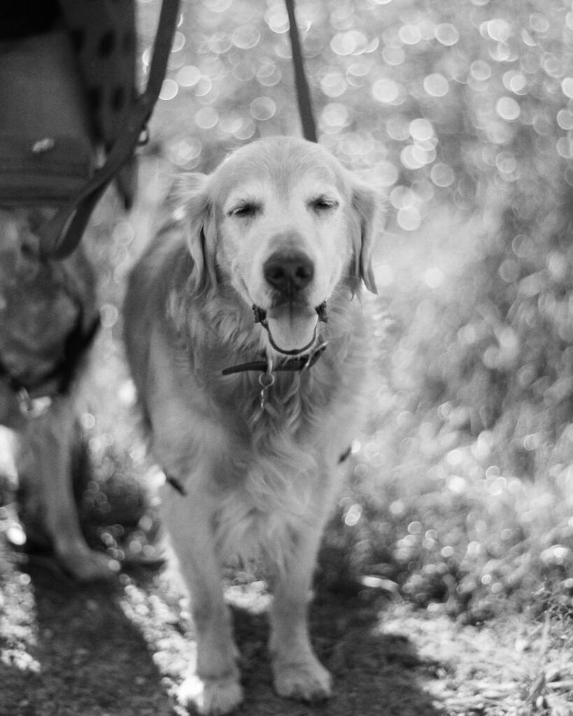 Headed out of town to film a Super 8mm this weekend. Already missing these weirdos. #fujifilmgfx #thearchtypeprocess #contax645 instagr.am/p/CjWS7ugvUyy/