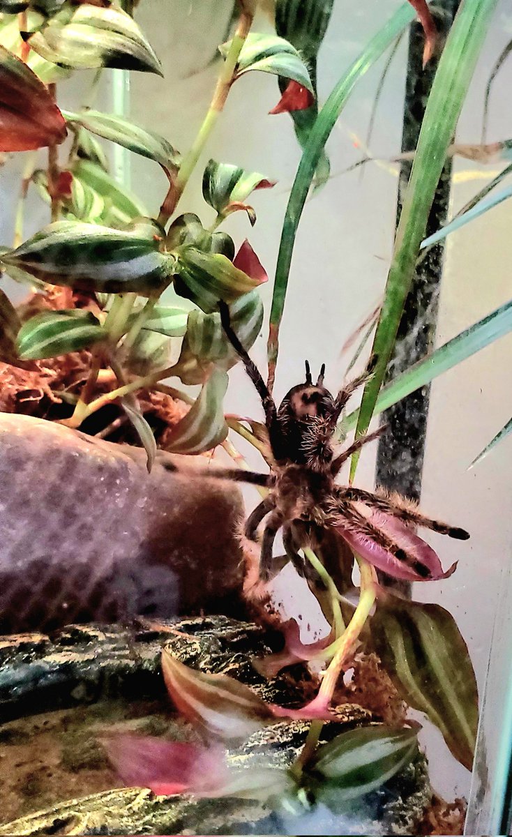 This is what it looks like when your tarantula gets too daring and the plant stalk gives way. You can practically hear her yelling, "Oh shiiiit!"