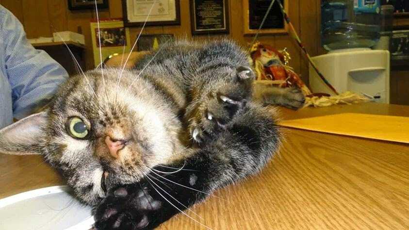 assemblymanjoe's tweet image. It&apos;s with great sadness that we announce Brooke peacefully passed away last night. 

Brooke lived a long and happy life welcoming constituents as Treat Coordinator, and we hope she is getting all the pets and treats she deserves in kitty heaven.