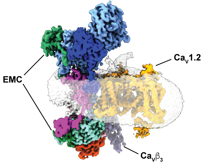 ElectrosomeUCSF's tweet photo. Channel:chaperone cryoEM structure. Super talented team Zhou, Abhisek, &amp;Fayal with @ZaroLab. EMC twists, turns, and extracts a pore domain. 
EMC holdase:CaV1.2/CaVβ3 complex and CaV1.2 channel structures reveal CaV assembly and drug binding mechanisms https://t.co/3msW1DuExC https://t.co/lVjGAfu4Ce