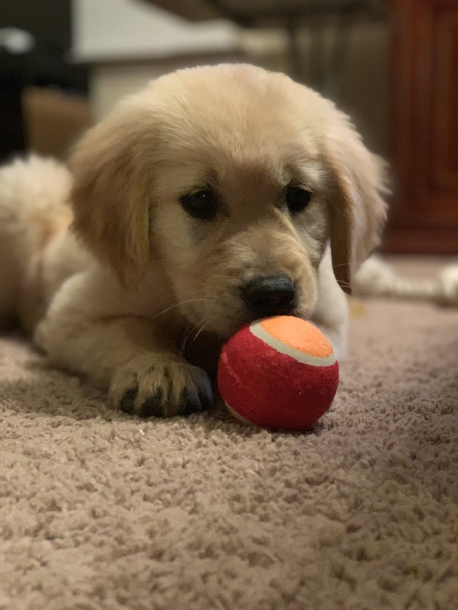 thetruedaver's tweet photo. @DaysOfOurDodger This is Gracie and she is the bestest girl ever! She loves cuddles and playing ball! https://t.co/aad8QKSyvR