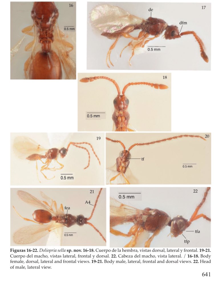 MIZAUCV's tweet photo. Nuevas especies de avispas parasitoides del género Doliopria Kieffer, Hymenoptera, Diapriidae, por el Dr. Rafael Montilla, Equipo MIZA. https://t.co/Y2DoET9lrM
