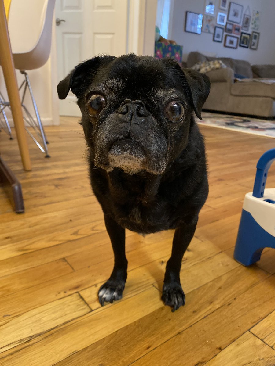 A1 I’ve already begun shivering #pugchat