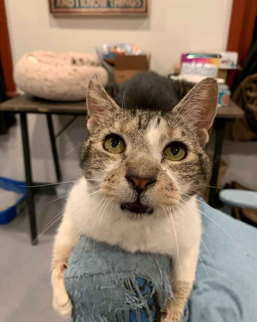 mtpurrnoncats's tweet photo. But really? How can you resist LC’s face
.
We have a few older gals who would love to cozy up to you this fall. They make the best buddies! #adoptdontshop #rescuecats #fallfun #keepingcozy #seniorcatsrule https://t.co/xtLYyS5BDO https://t.co/CPan5KyApY