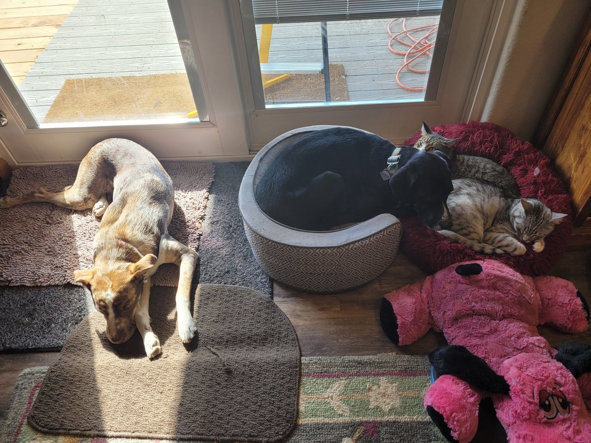 ColoradoPosse's tweet photo. Preston and Sidney wif doggie sissies Loretta and @AkaEeveel while mommy was working out. https://t.co/rw7Aqmj6fV