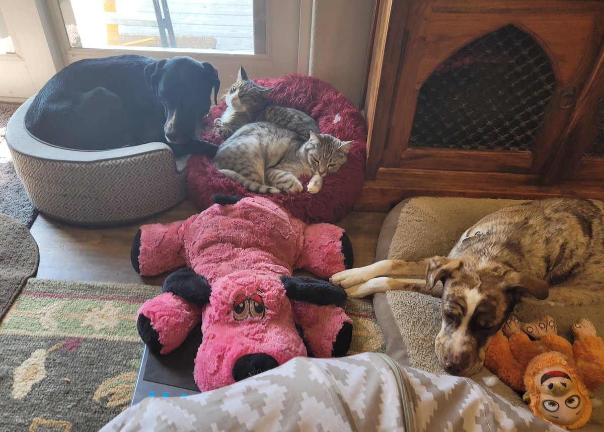 ColoradoPosse's tweet photo. Preston and Sidney wif doggie sissies Loretta and @AkaEeveel while mommy was working out. https://t.co/rw7Aqmj6fV