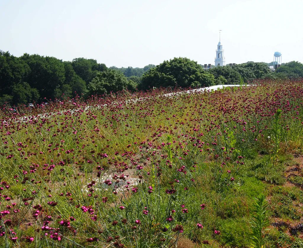 Sometimes it's hard to tell where our #greenroofs end and nature begins. That's by design. #NatureAtWork means a seamless bridge between the constructed world and biology. It's not just aesthetically pleasing - it conveys huge #stormwatermanagement benefits too.