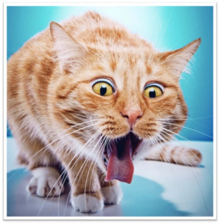 How the cat ALWAYS hurls on the carpet, NEVER the tile #ReallyAnnoyingCurses